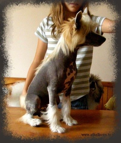 Bee Gees Athel Loren