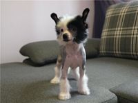 Sheridan's Beautiful Ladi Vip