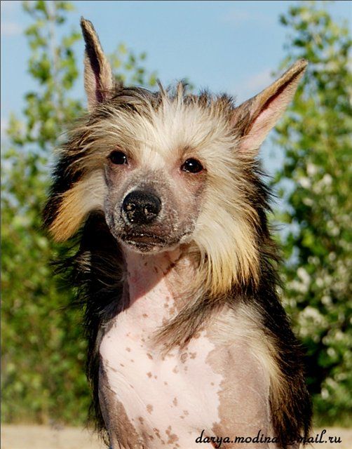 Angelo Allegro Aragon