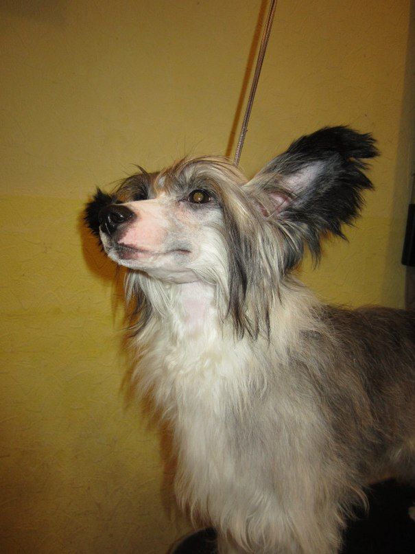 Sspoloch Show Mad About You