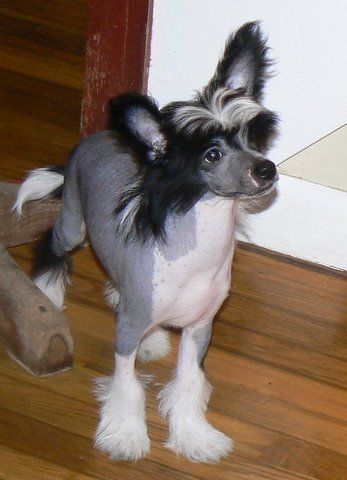 Ch. Evergreen N Camelot's Prince Of Darkness