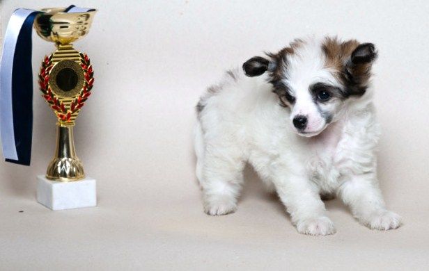 Hogord Prince Vostoka