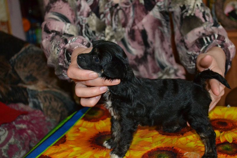 Vellar Pljus Berk Rose