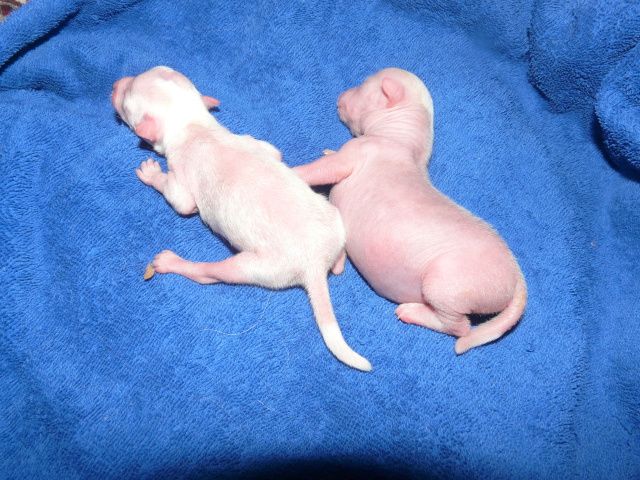 Krasotka Star How Many How Much