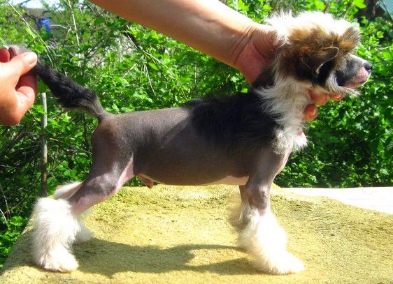 Angel O' Check Shambala.