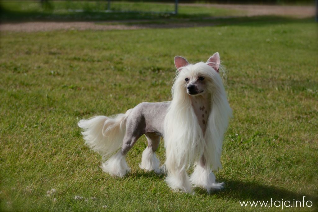 Ch Sherabill Dirty Sexy Money