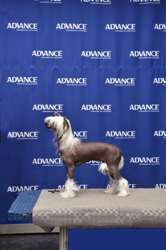 Keltickisses Kandi Lishus