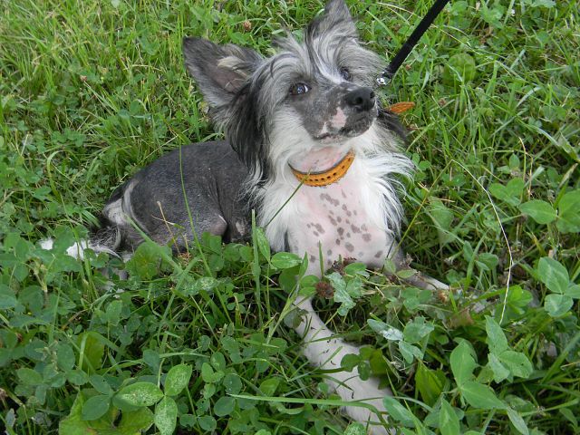 Ognenny Lotos  Evita Viarta