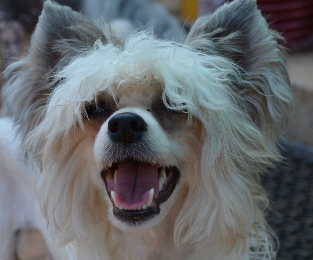 Ognenny Lotos Zhannet