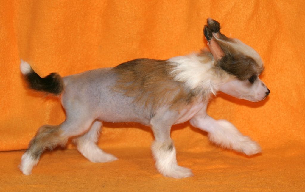 Balefire of Love von der Sturmhöhe