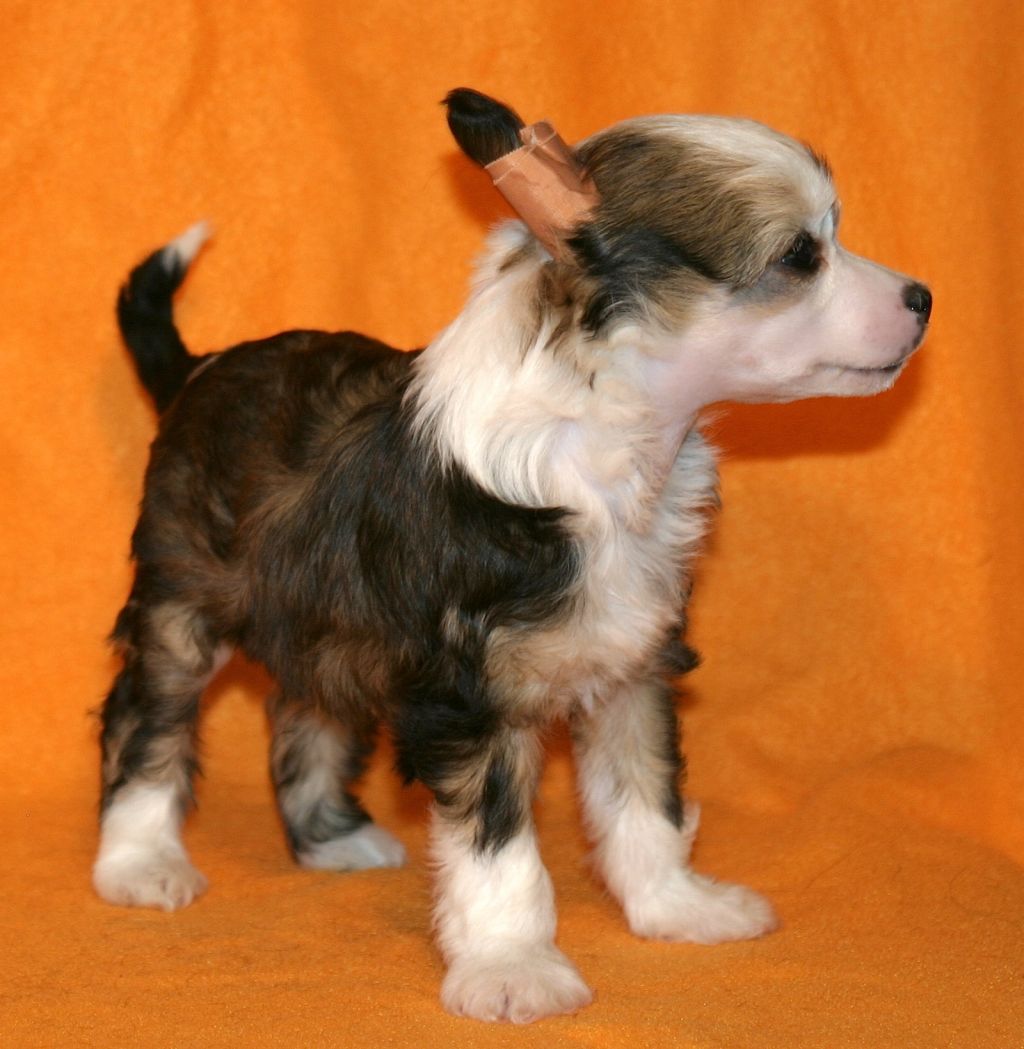 Black Pearl von der Sturmhöhe