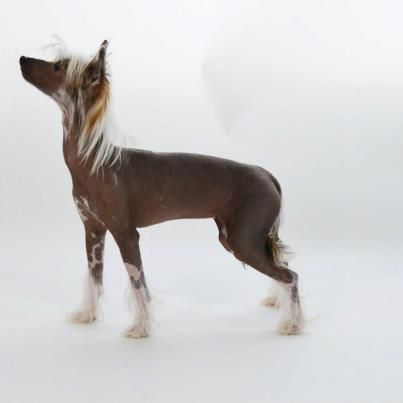 Gracja  Exotic World FCI