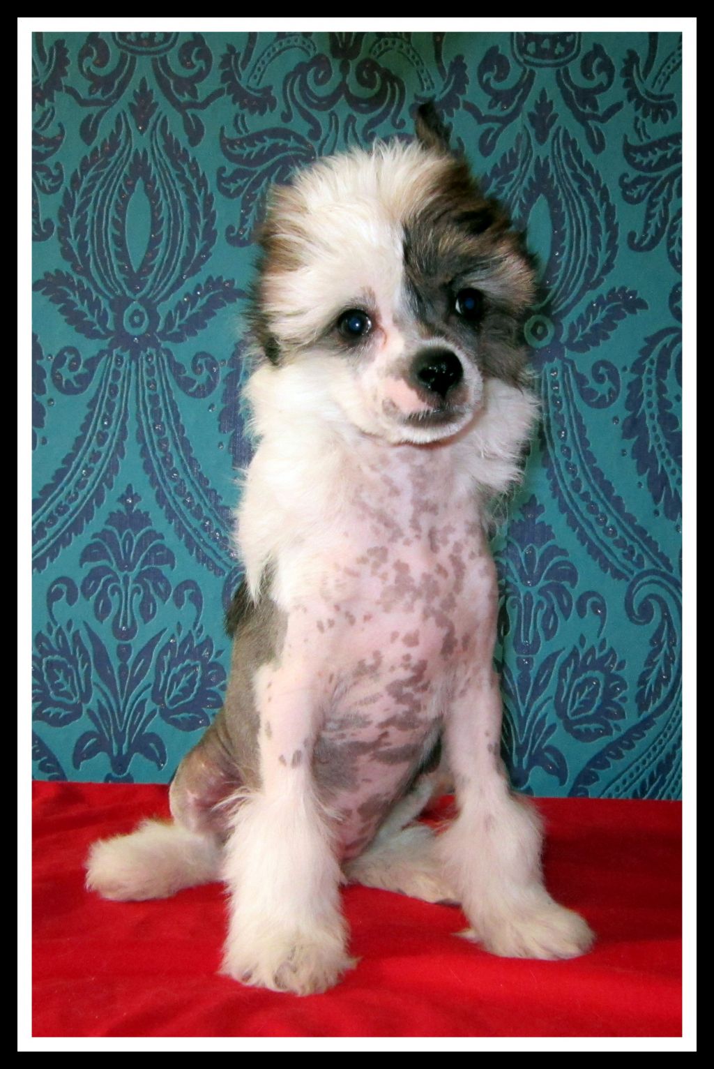 Fu - Lu - Shou Brygida