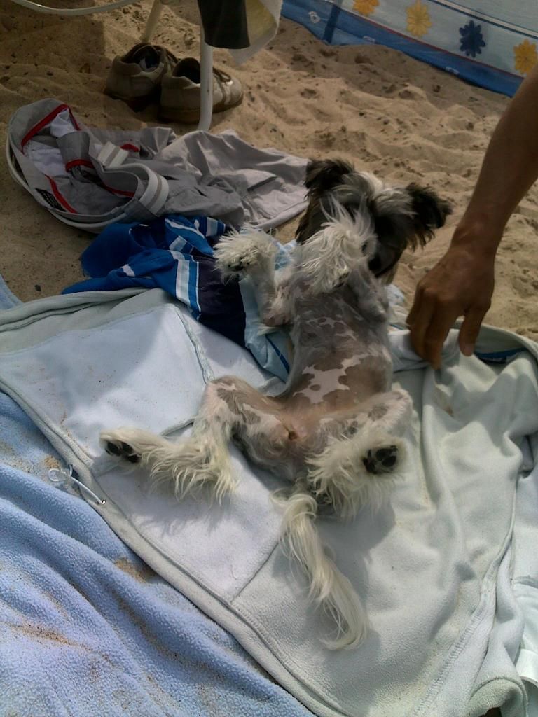 Fu - Lu - Shou Balbina