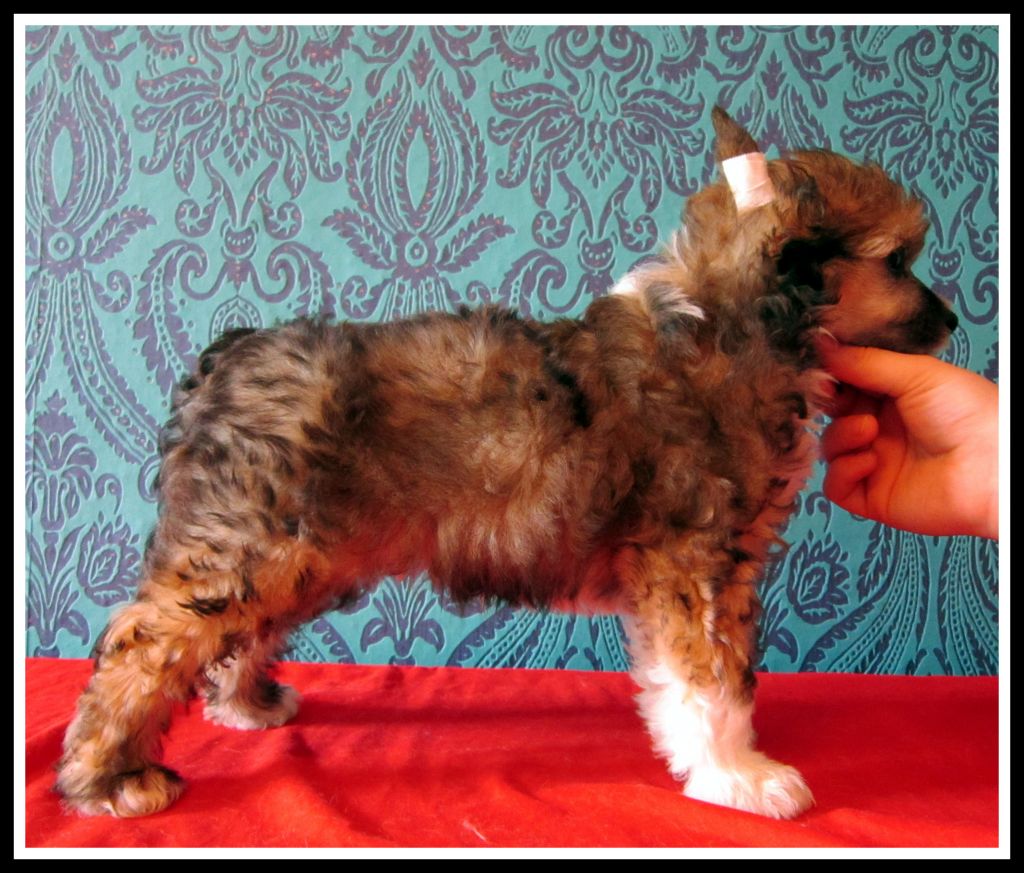 Fu - Lu - Shou Bibian