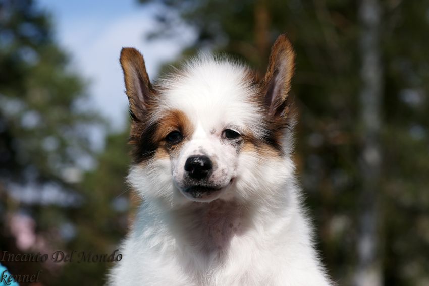 Incanto Del Mondo    Bismark