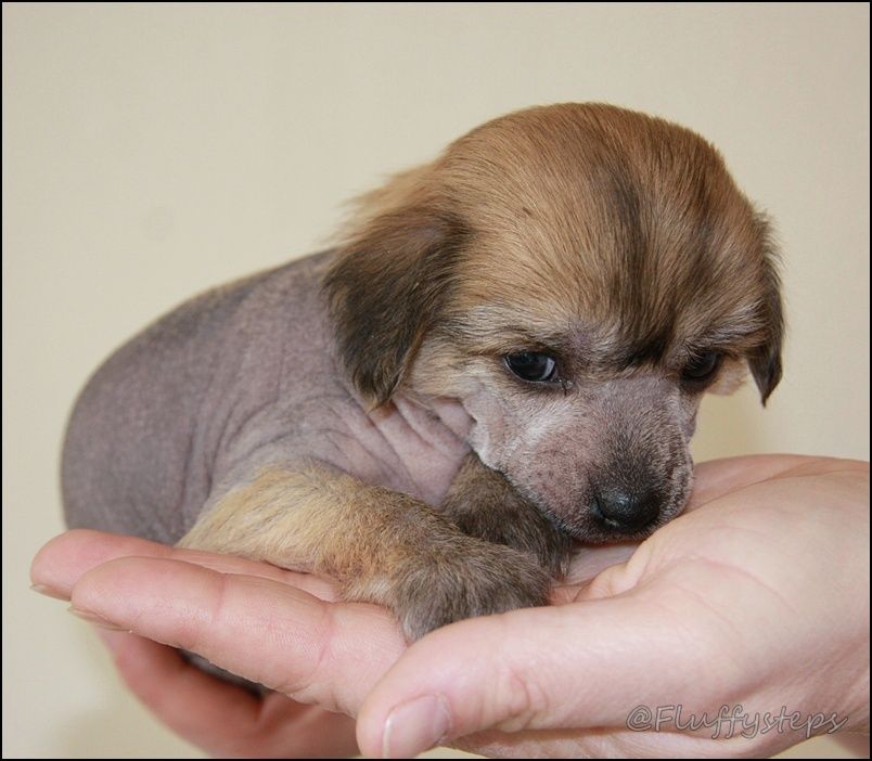 Fluffysteps Always My Sweetheart