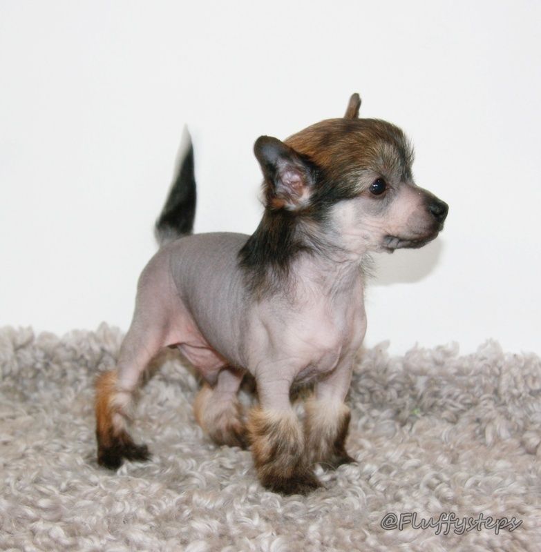 Fluffysteps Always The Winner