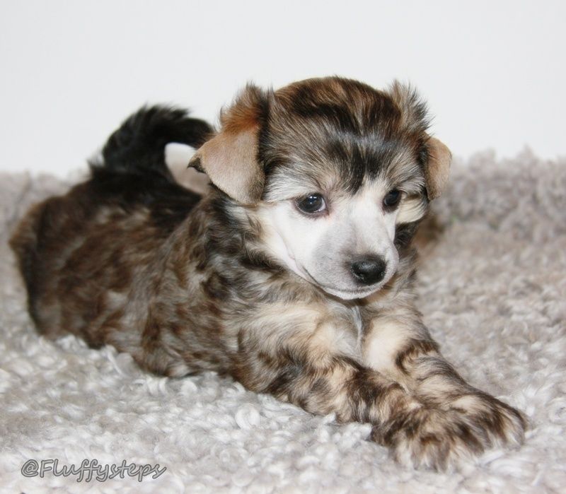 Fluffysteps Always Anizas No.1