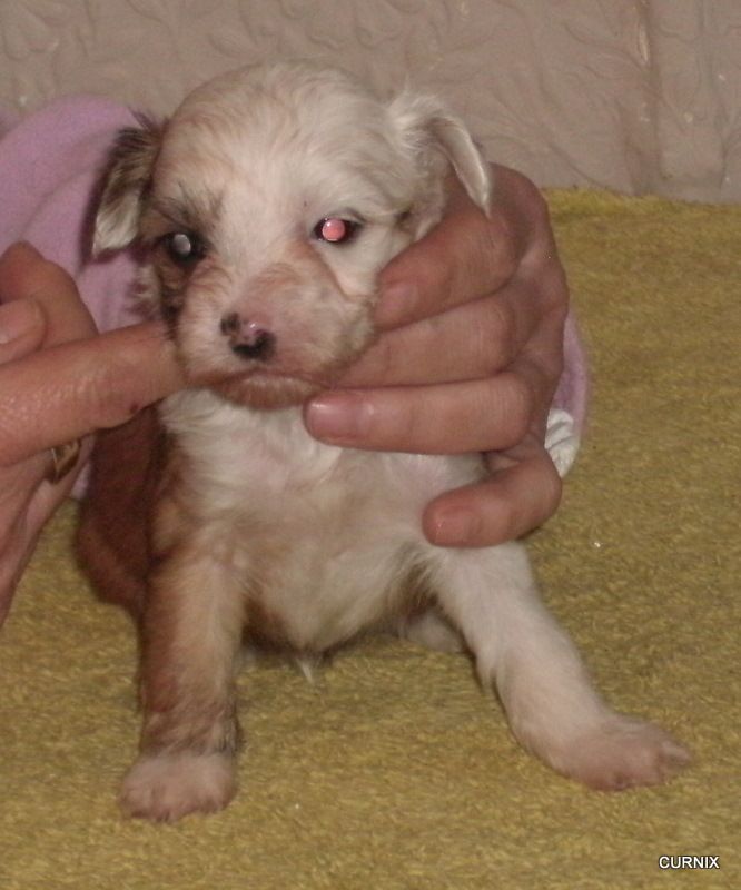 Moretonia Don't B Dashing