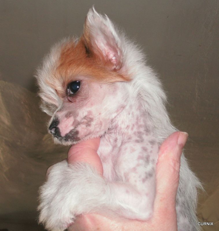 Moretonia Don't Deceive