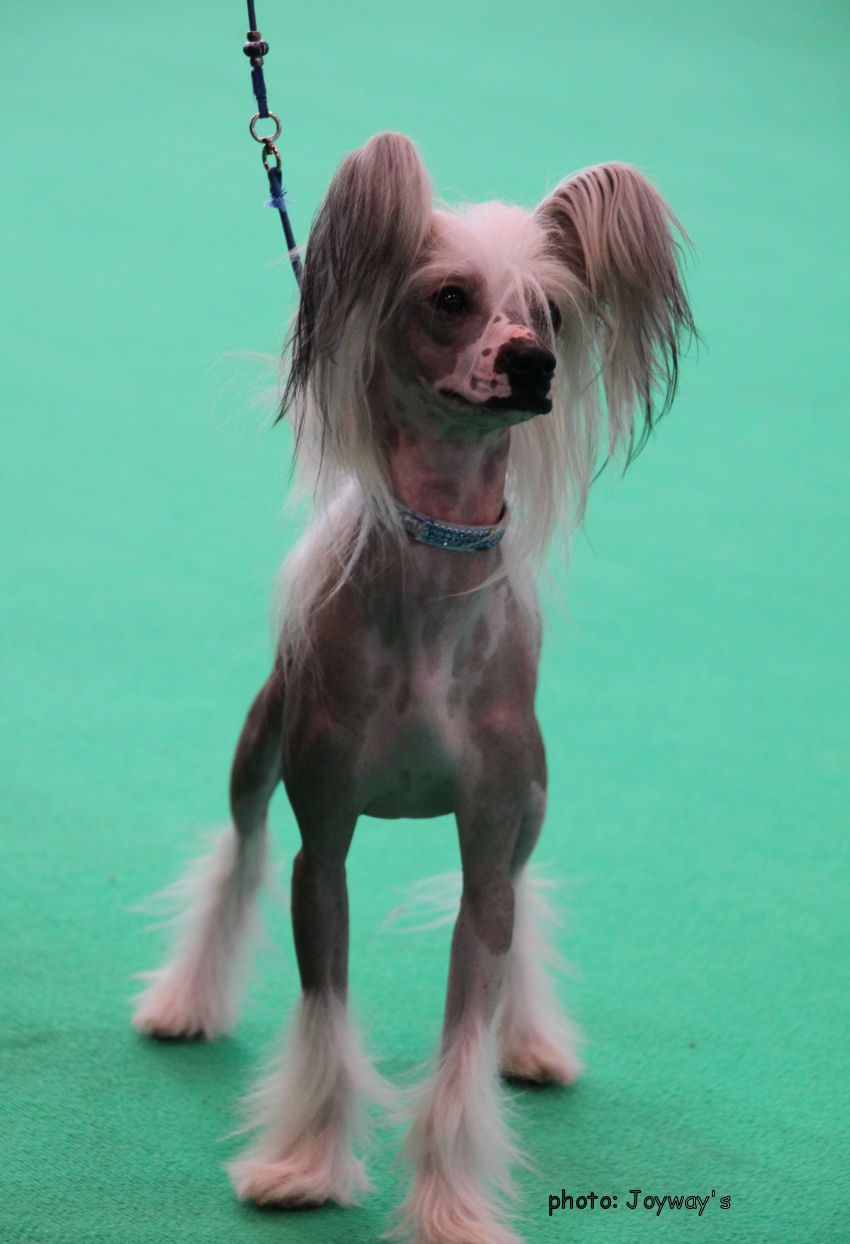 Bryelis Santa Claws Is Here at Zaffarella