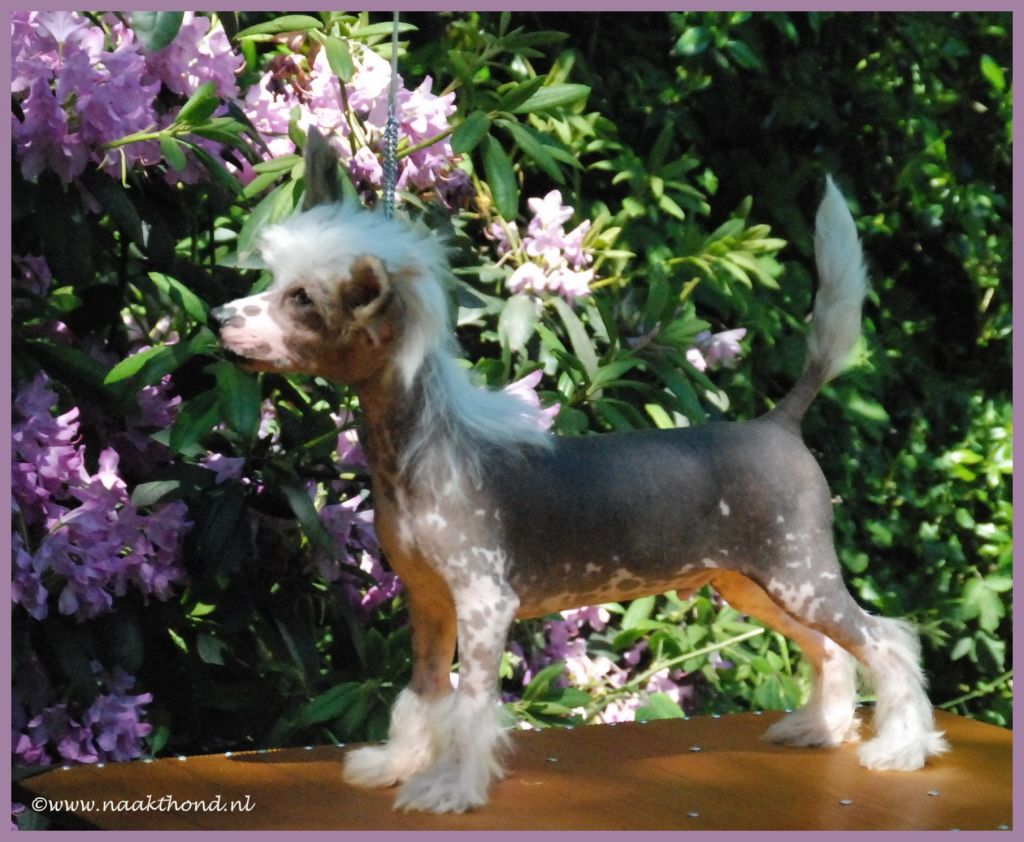 A New Dream Come True of Roxy's Pride