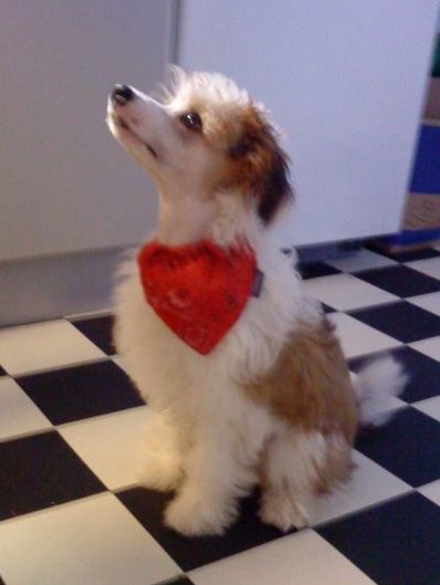 Crazy Diamond Exquisit Chantilly