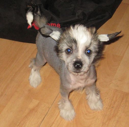 Crazy Diamond Exquisit Co-Co