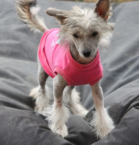 Crazy Diamond Exquisit Cosmo