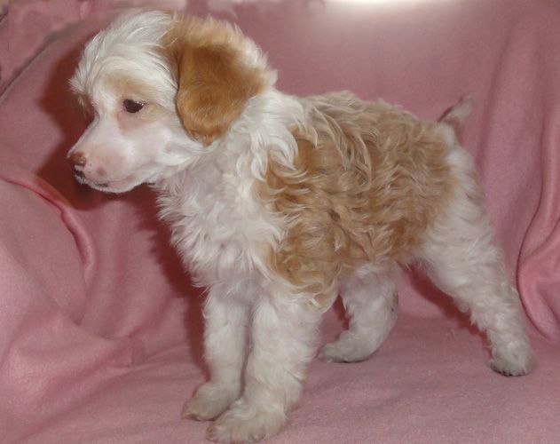 Crazy Diamond Buttercup