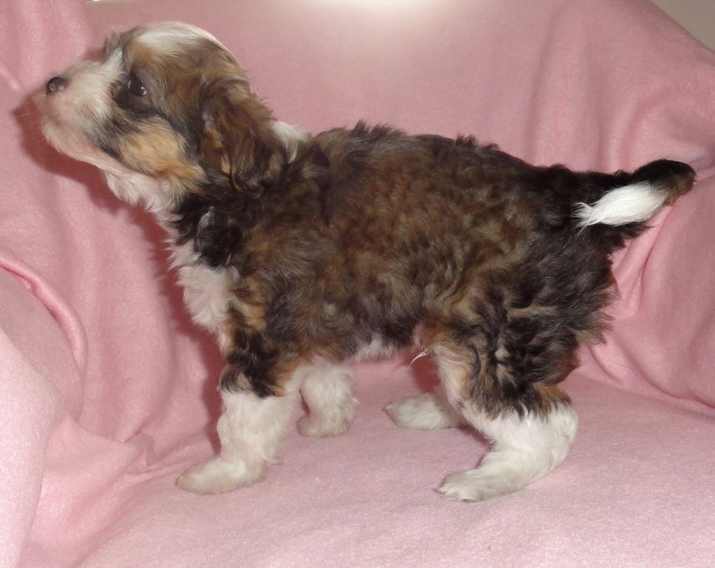 Crazy Diamond Charlie-Brown