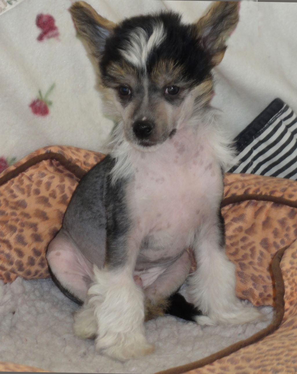 Crazy Diamond Road-Runner