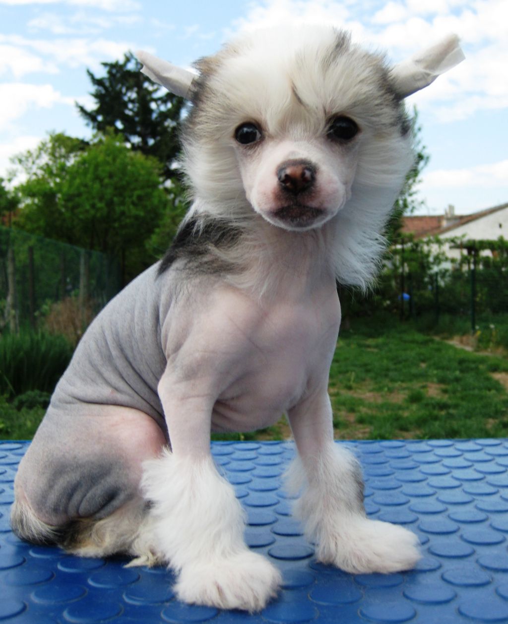 Constance Diamond of the Night