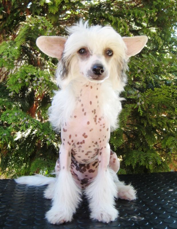 Crystal Diamond of the Night