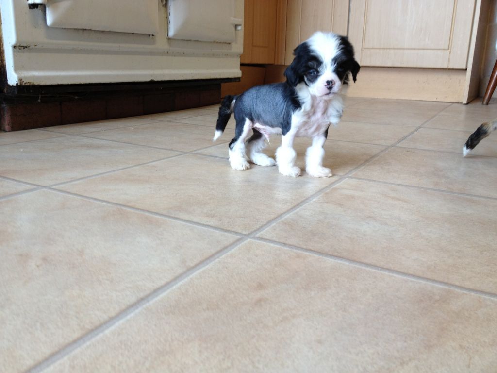 Syingcrest Daydreamer