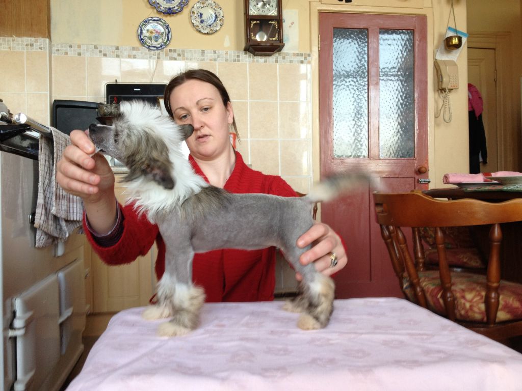 Syingcrest Rainbow's Reflection