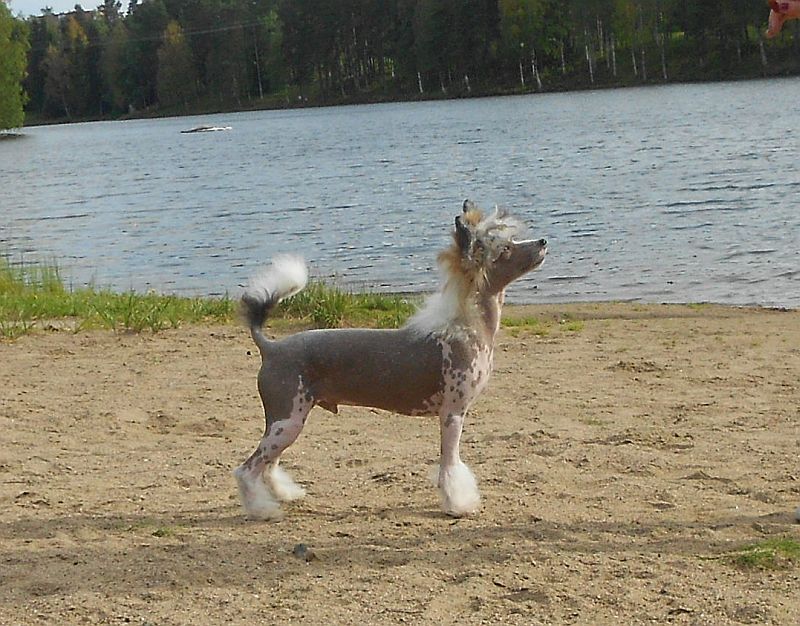 Naked Stars Awakened By Blood