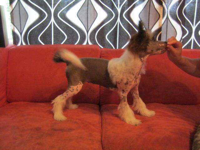 Naked Stars Devour My Blood