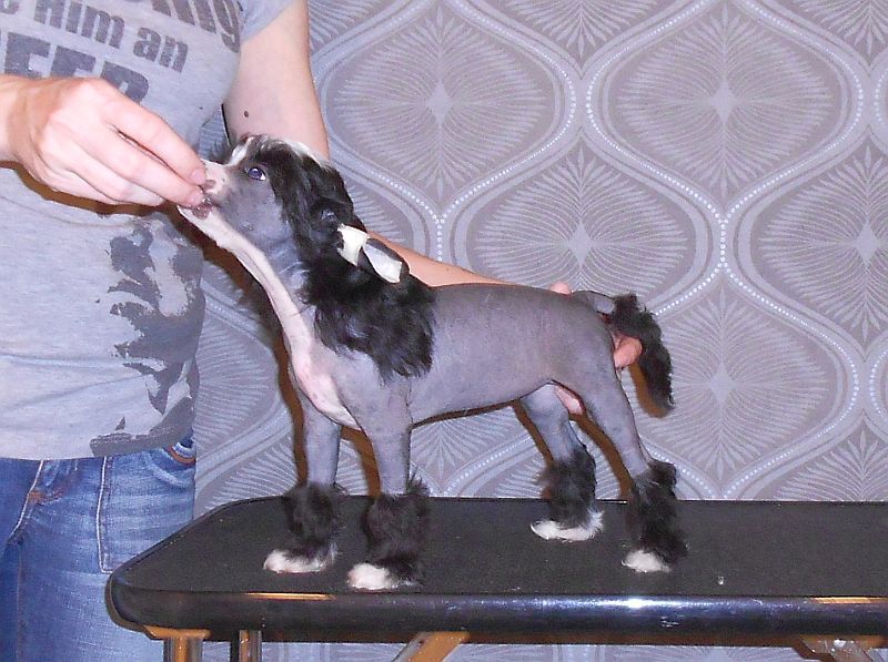 Naked Stars Deadly Temptations