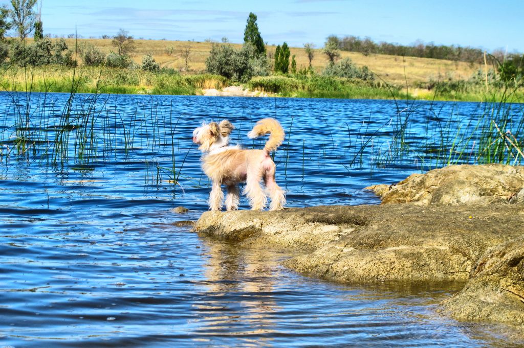 Life Victory Azov Star