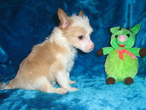 Orero Lovely Jurmala