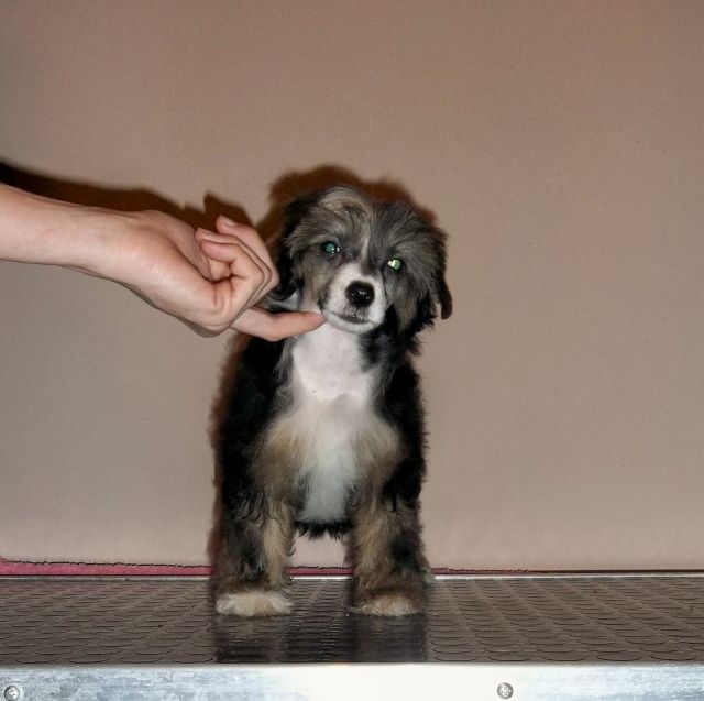 Puha - Luxus Porcelán Humor