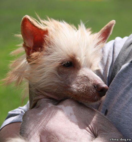 Luchik solntsa zolotogo