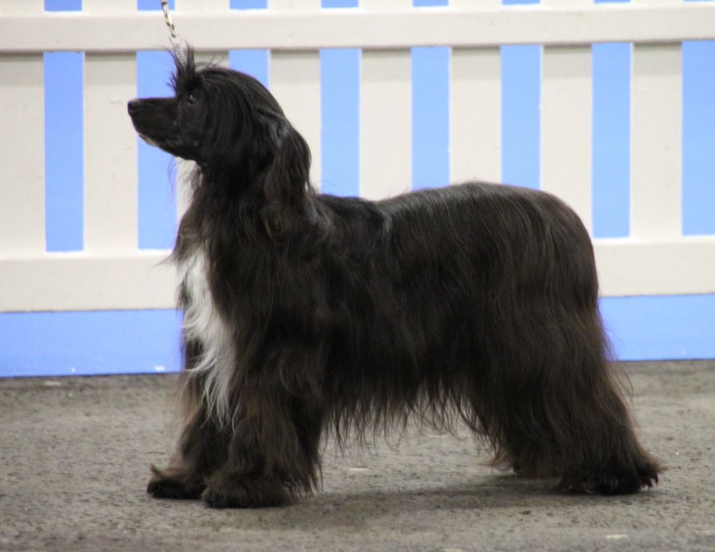 Bryelis Queen Guinevere