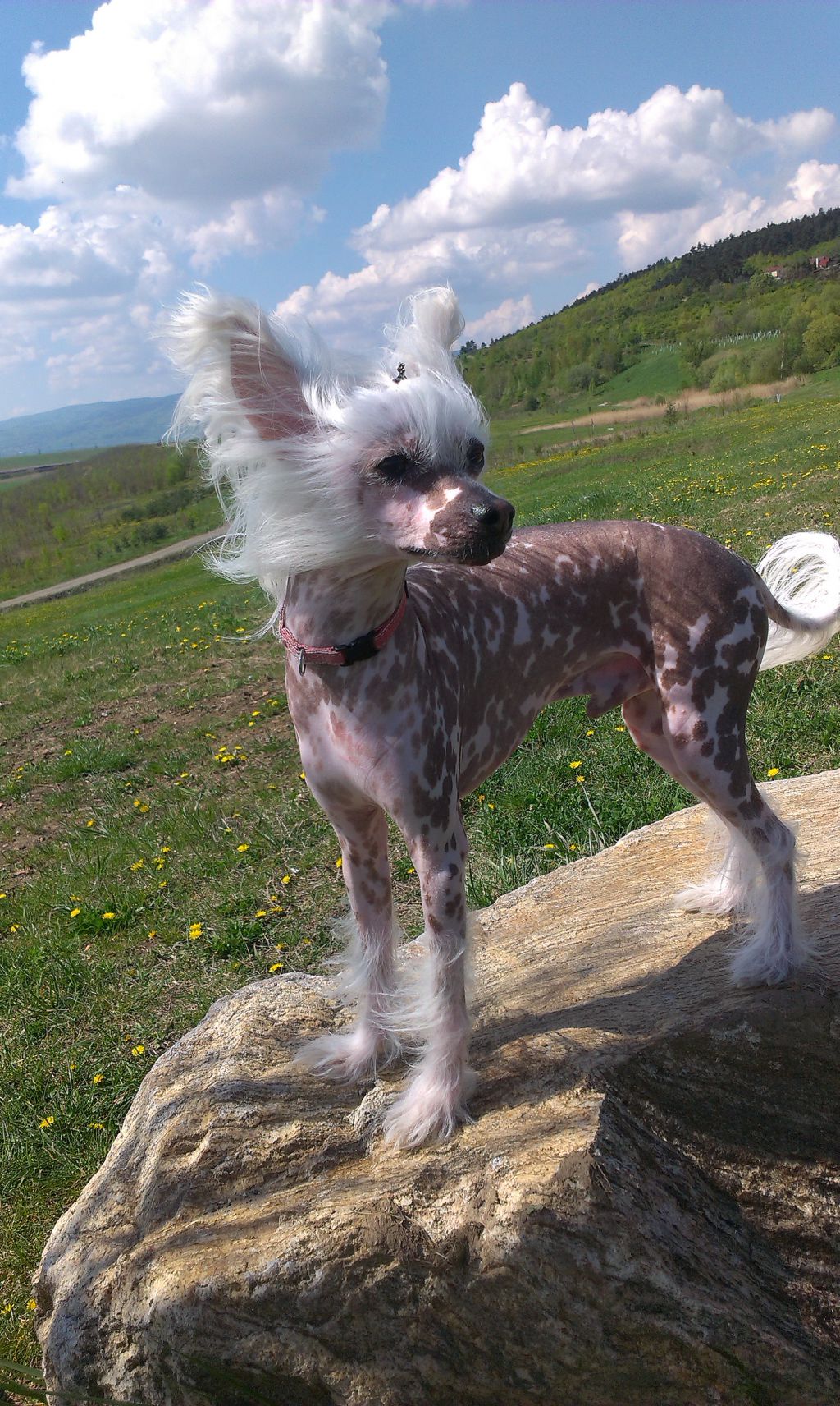 Elliot Bellboy Little Sweetie