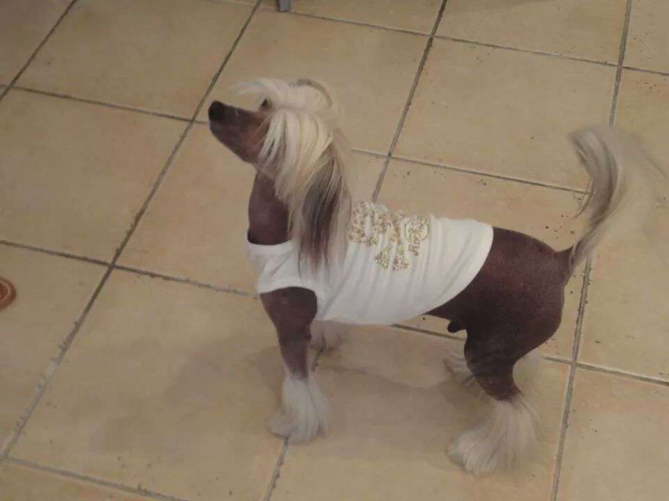 Galliano des Picholines