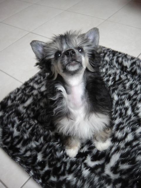 Hencara des gardiens des Elfes