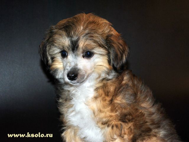 Ksolo Club Szay-Shen