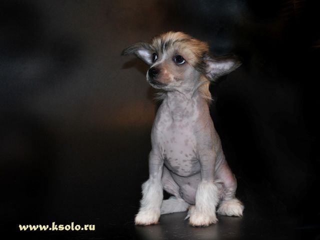 Ksolo Club Huh Munhe Tengri